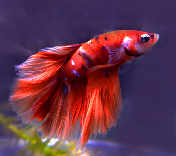 Combatant du siam Nemo